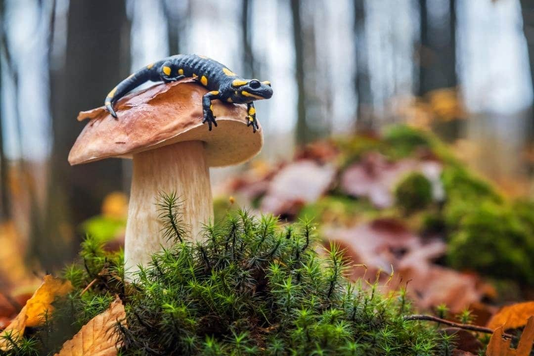 Biodiversidad: qué es y su importancia