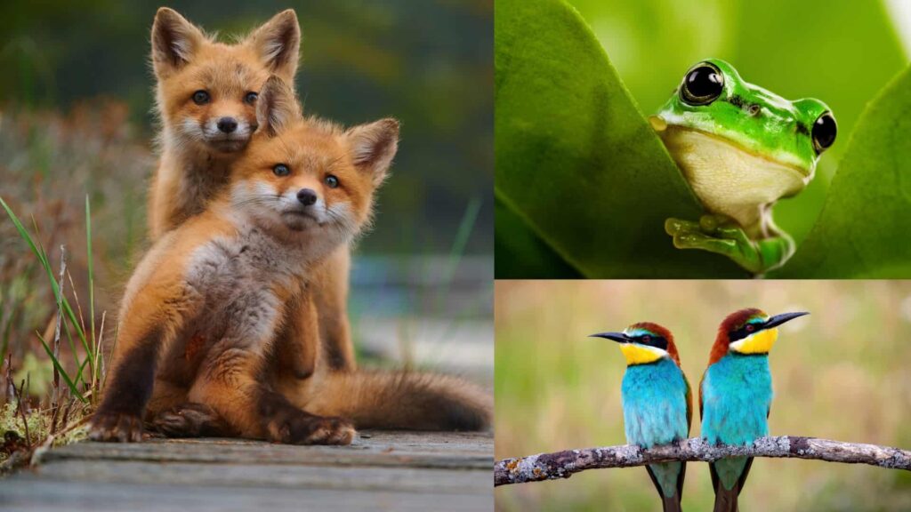 Animales