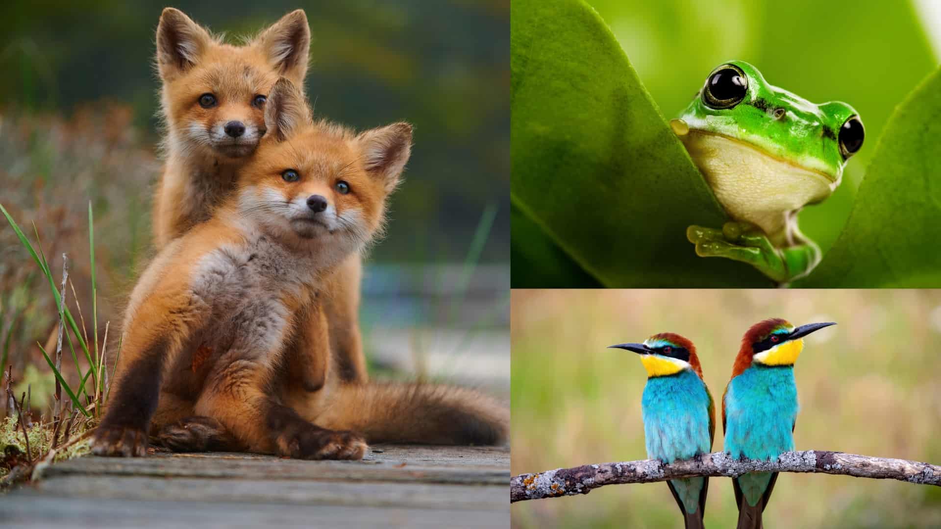 Animales