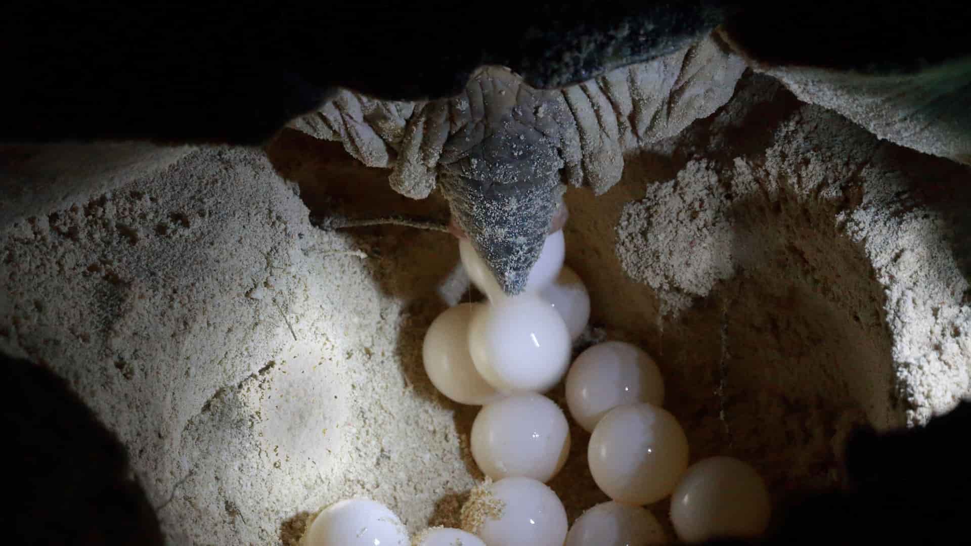 Animales  Ovíparos